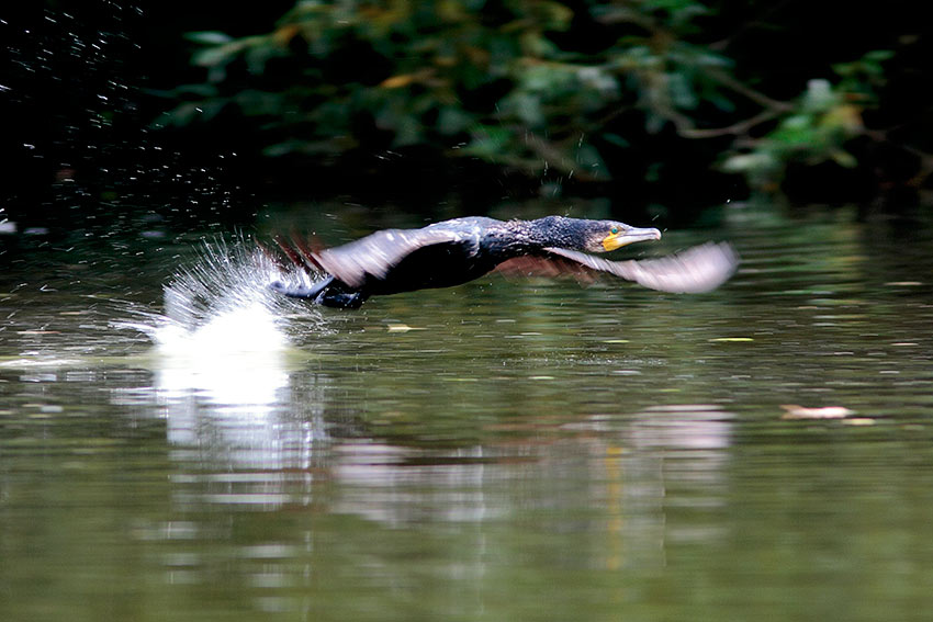 Cormorani francesi